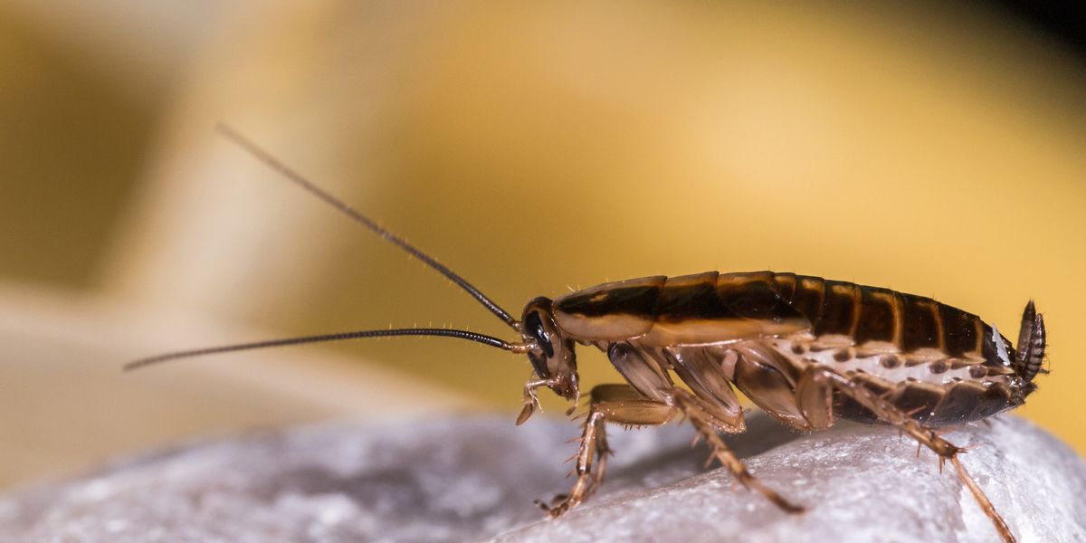 cockroach eggs kill prevention