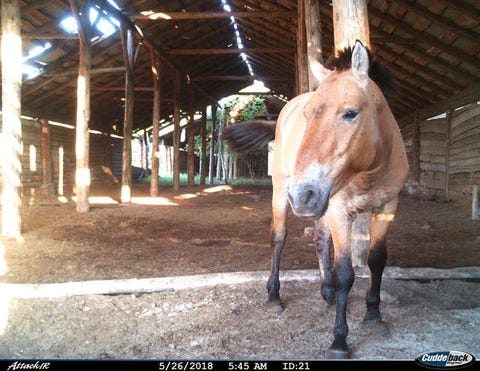 チェルノブイリの野生馬たち 立入禁止区域を絶滅危惧種の楽園にする 科学者たちの絶妙な発想