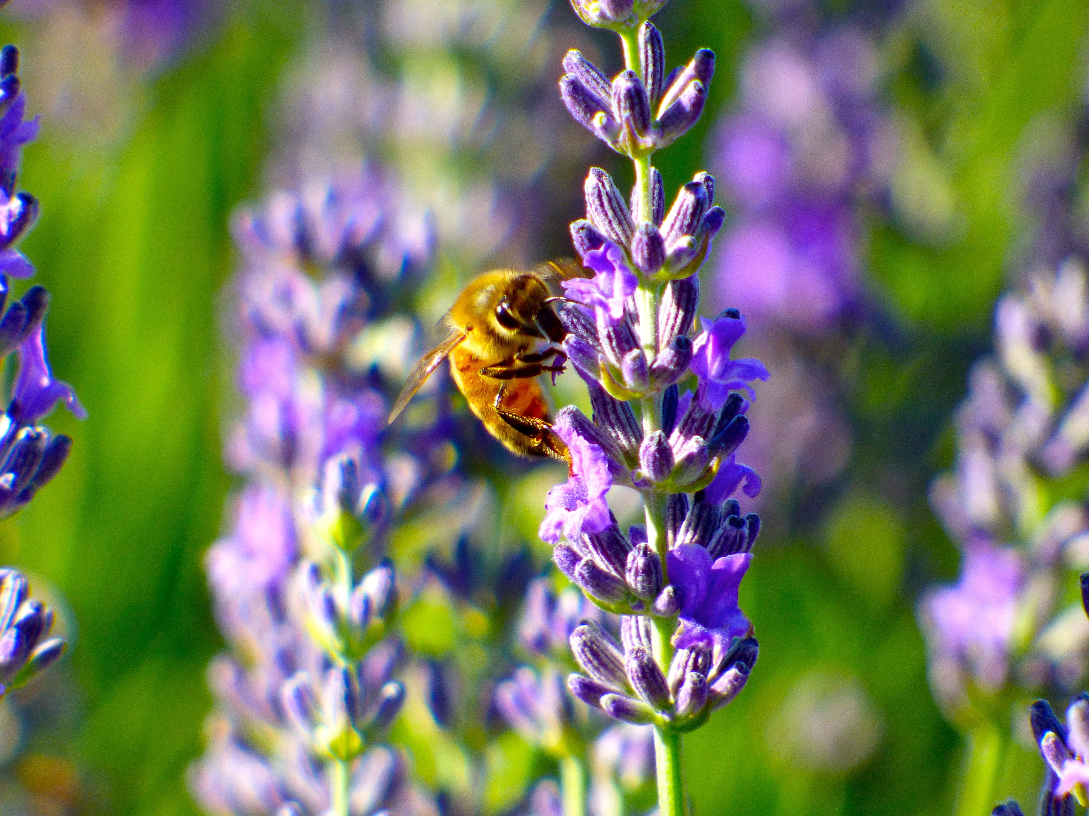 La lavanda y la abeja