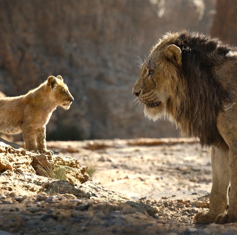 picture Scar Lion King Real Name the lion king s scar how he got his