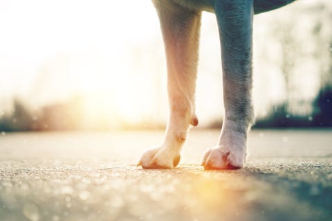 what temperature is too hot for dogs to walk on pavement