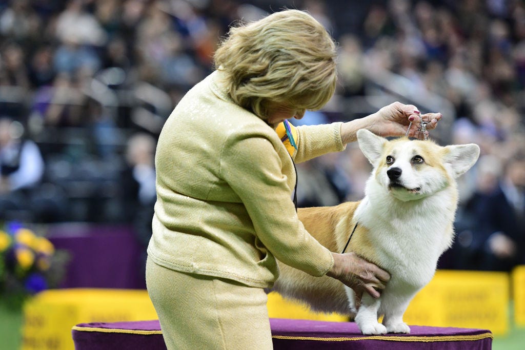 who won the dog show 2019