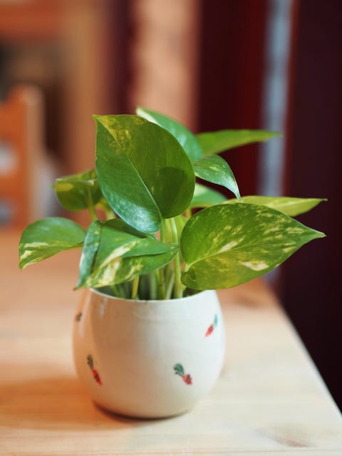 15-best-bathroom-plants-high-humidity-houseplants