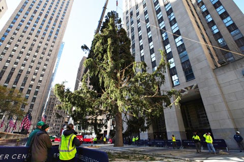 2020 christmas tree delivered to rockefeller center for holiday season