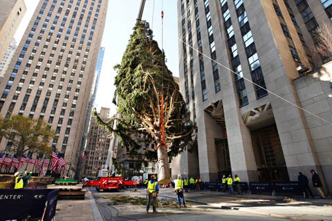 2020 christmas tree delivered to rockefeller center for holiday season