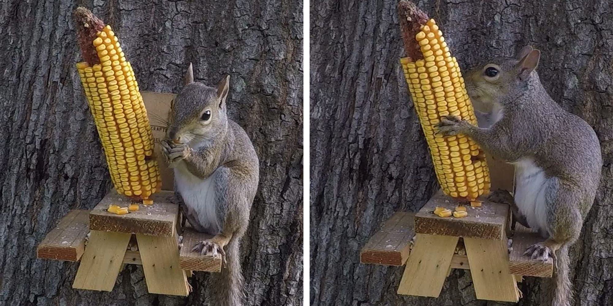 squirrel tableflip