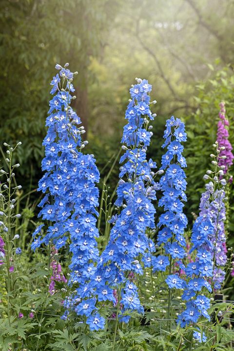 20 Blue Flowers for Gardens - Perennials & Annuals With ...