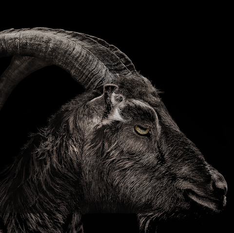 Goats, Goat, Horn, Barbary sheep, Mountain goat, Argali, Black-and-white, bighorn, Aries, Wildlife, 