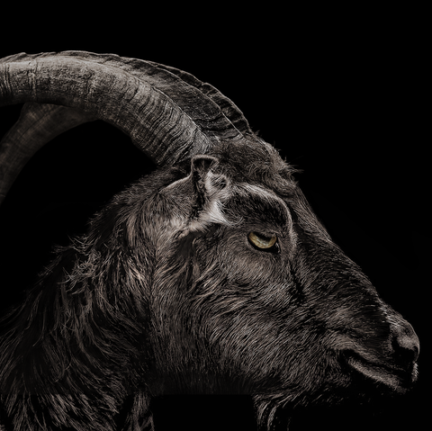 Goats, Goat, Horn, Barbary sheep, Mountain goat, Argali, Black-and-white, bighorn, Aries, Wildlife,
