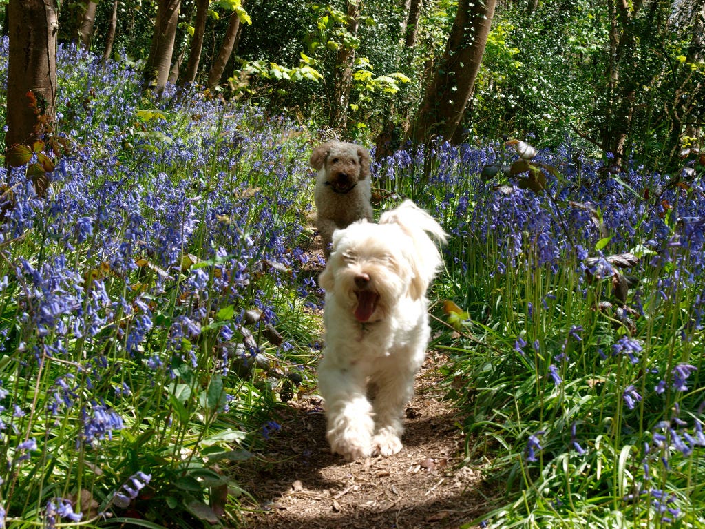 do dogs like to walk the same route