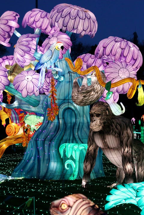 luminocity festival jungle lanternscape things to do on new year's day