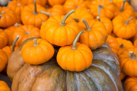 miniature pumpkins at saint marks church greenmarket