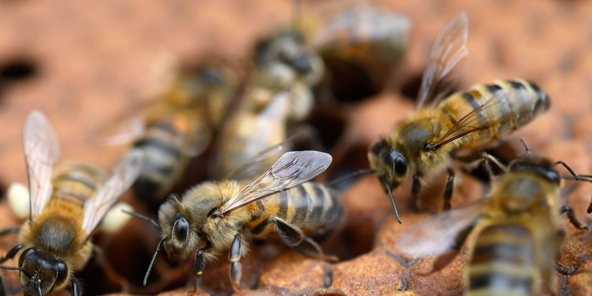 Woman Had Bees Living in Eyes, Feeding On Her Tears