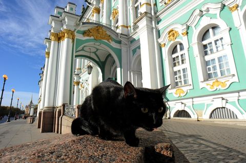 cats of the hermitage museum