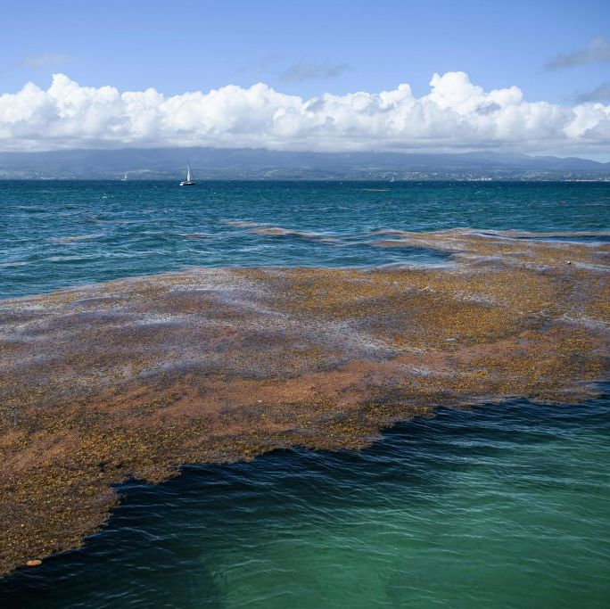 Rethink Your Vacation Plans: Giant, Stinky Blobs of Seaweed Are Racing Toward the East Coast