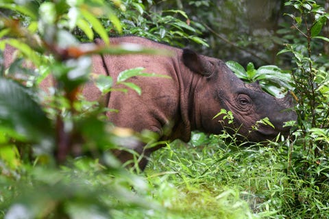 INDONESIA-CONSERVATION-RHINO