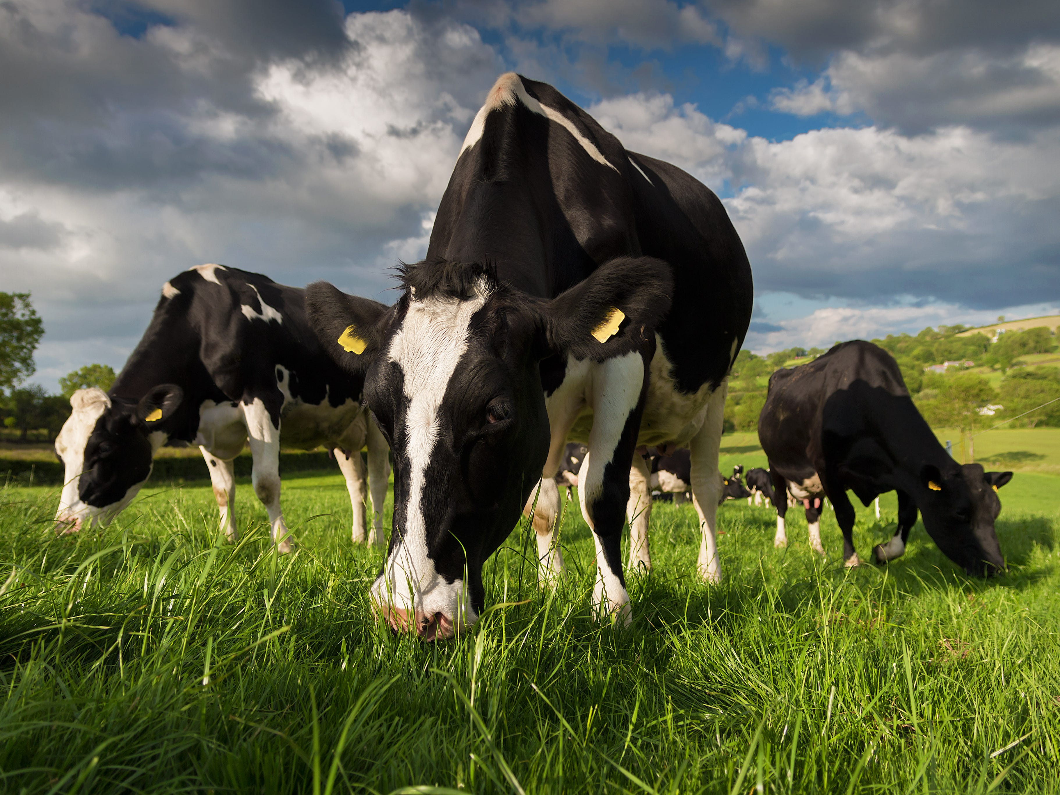 Cows Talk To Each Other About Weather And Food