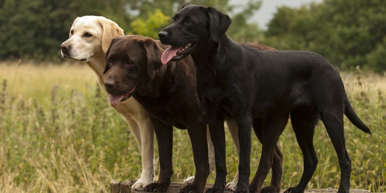 most popular dog breeds 2019