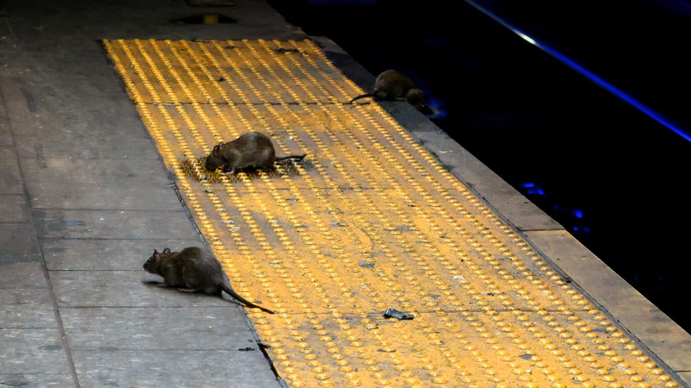 New York Is Attempting To Solve Its Rat Problem By Drowning Them In Booze