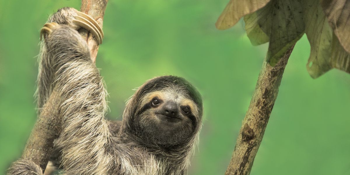 Fun Facts About Sloths — 14 Sloth Facts