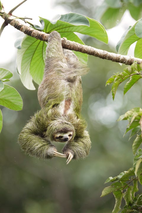 Fun Facts About Sloths — 14 Sloth Facts