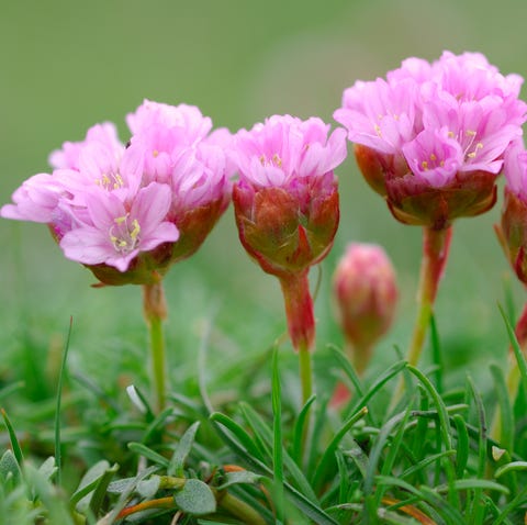 common thrift   ground cover plants