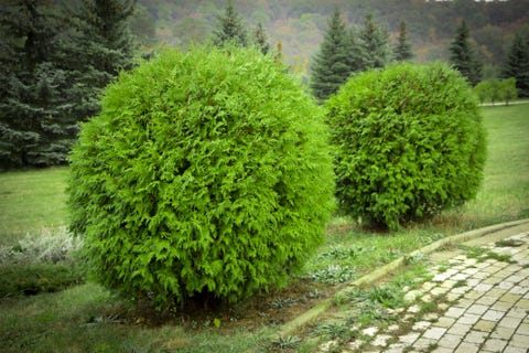20 Essential Evergreen Shrubs Best Types Of Bushes Round Arborvitae