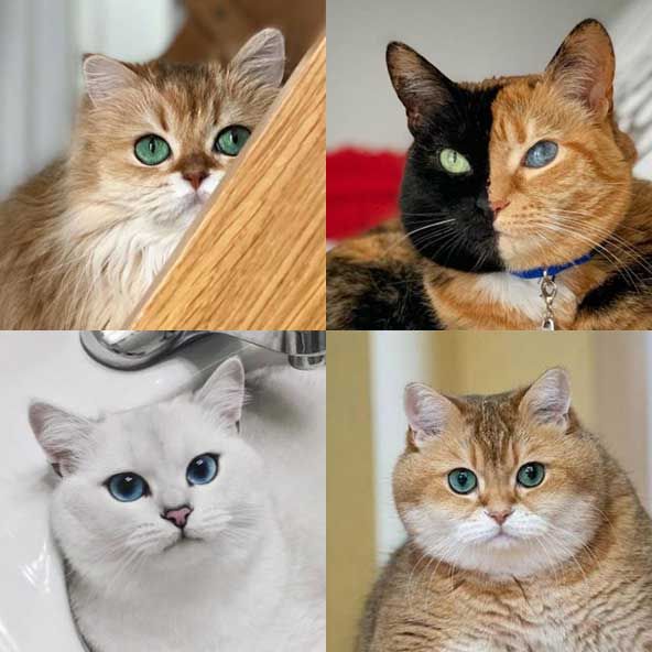 猫の日 : 222ç«ã®æ¥ ç«ããããããã¦ Feature ä¸è¶ä¼å¢ä¸¹ãªã³ã©ã¤ã³ã¹ãã¢ å¬å¼ / 先述したように、2月22日が猫の日であるというのは日本だけだが、海外でも猫の日は存在する。 一番有名なのが、動物愛護団体「国際動物福祉基金（international fund for animal welfare）」が8月8日に定めた「世界（国際）猫の日（international cat day：world cat day）」。