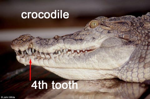 crocodile