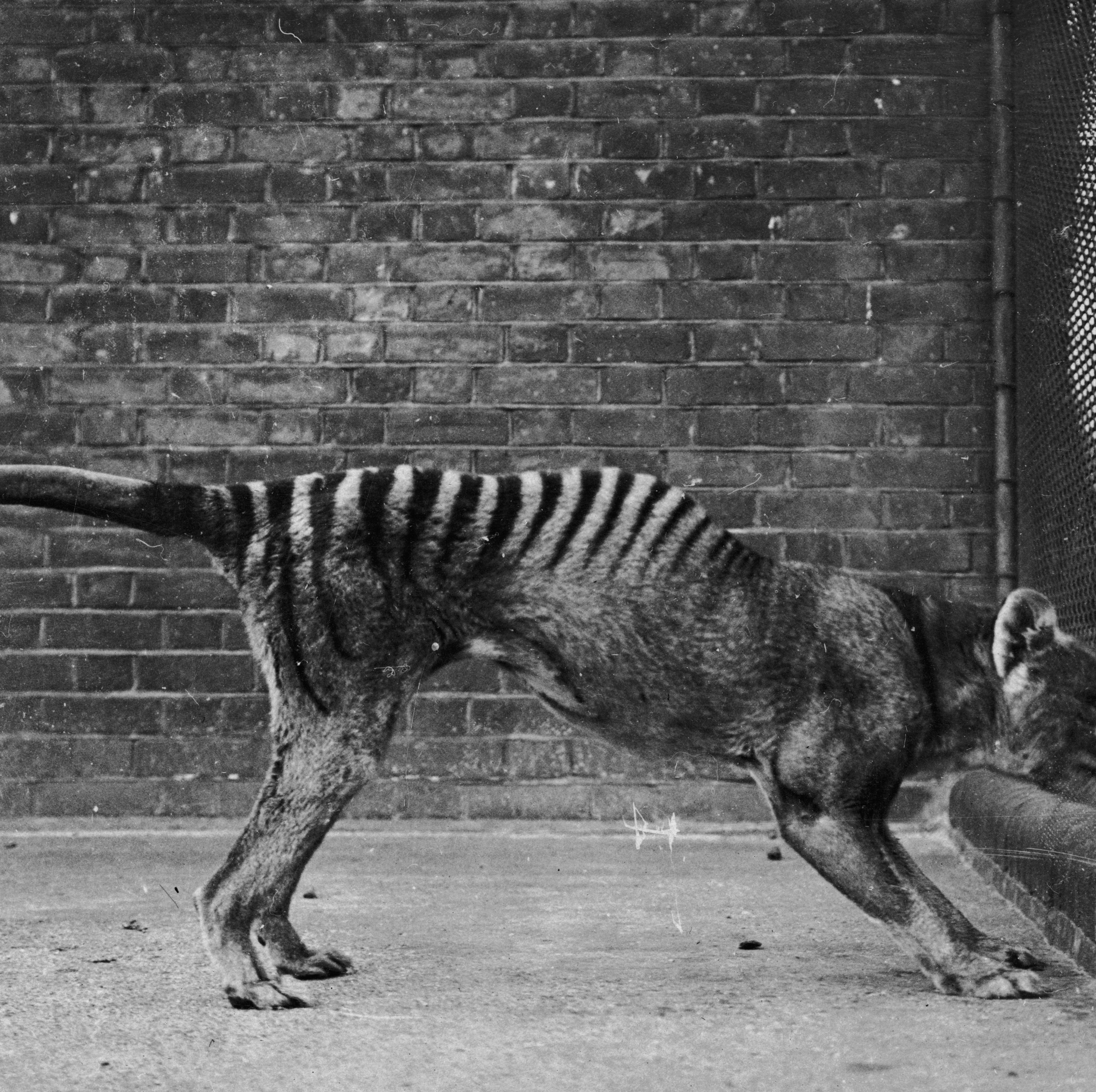 Scientists Are Hell-Bent on Resurrecting the Tasmanian Tiger. Here's Their Complicated Plan