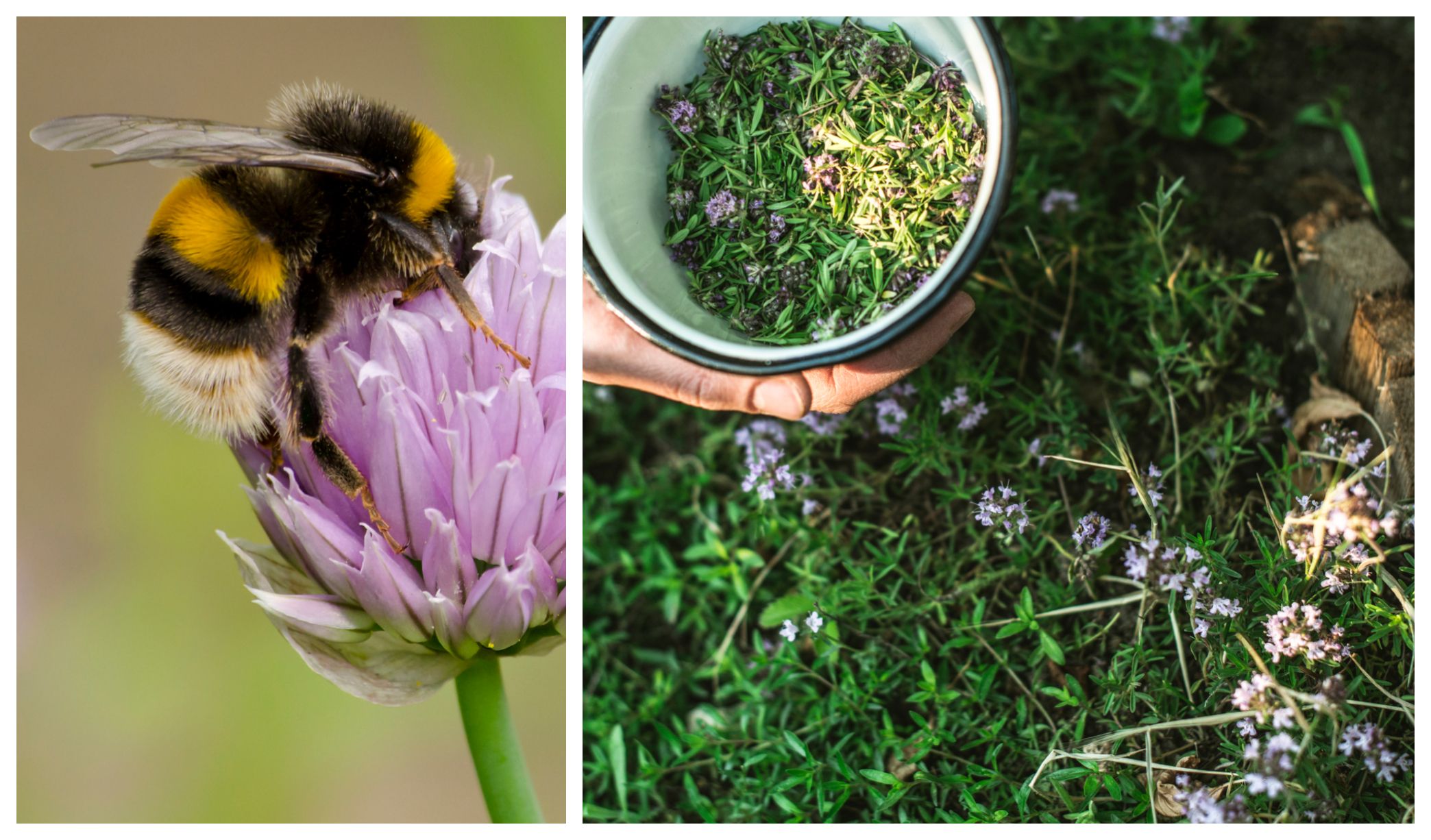 Top 10 Herbs That Attract Bees Bee Friendly Herbs To Grow
