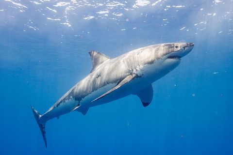 Tiburón blanco