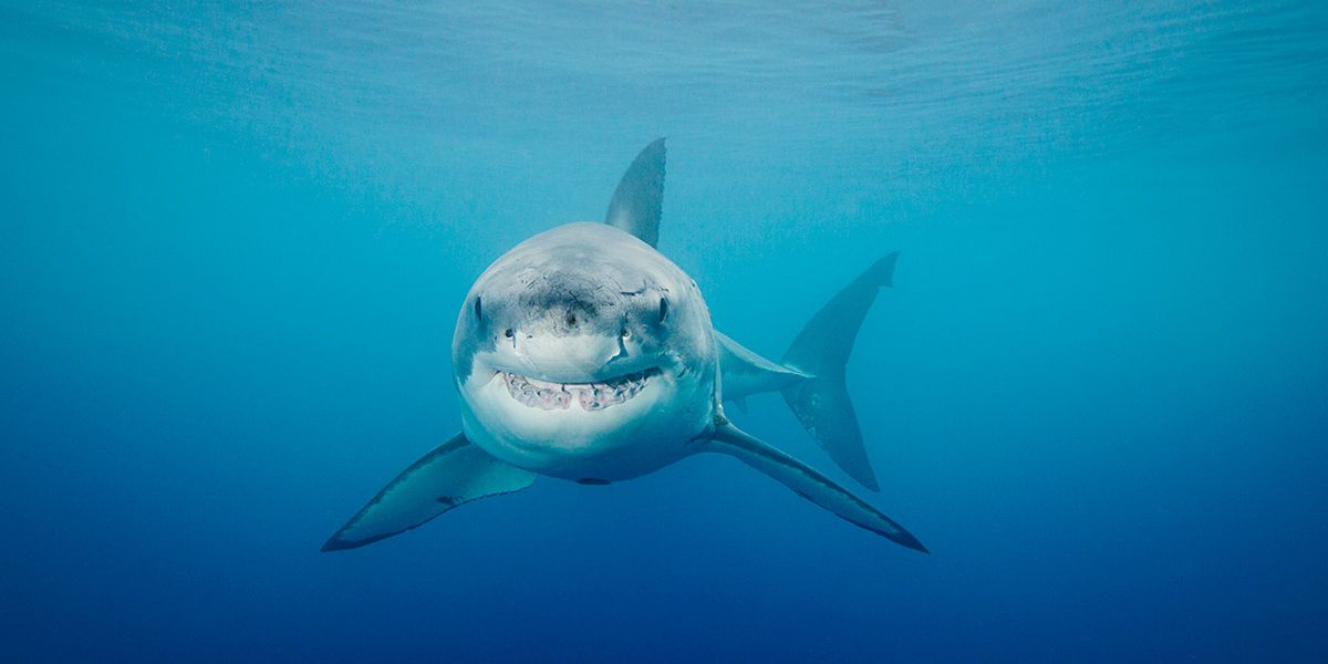 [Imagen: tiburon-sonriendo-1531991389.jpg?crop=1x...ize=1200:*]
