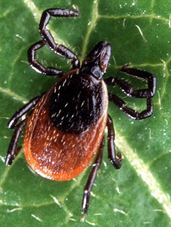 How To Get Rid Of Ticks With These 6 Tips - How To Get Rid Of Ticks In Yard Diy