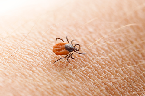 CDC Shares Eye-Opening Photo of Ticks Hidden on Poppy Seed Muffin