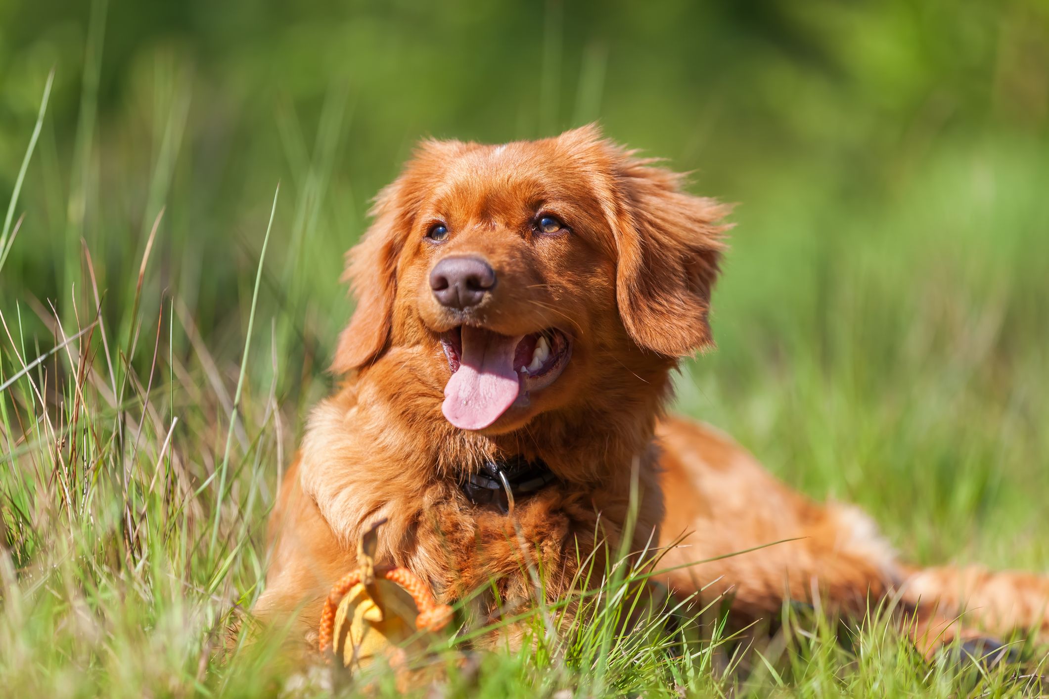 tick bite on dog