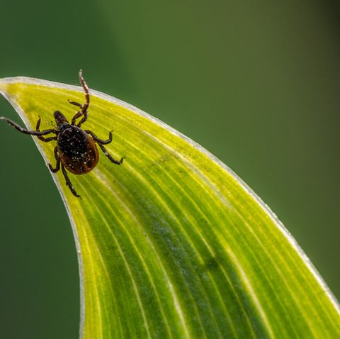Tick Bite Pictures - What Does A Tick Bite Look Like? - Women's Health