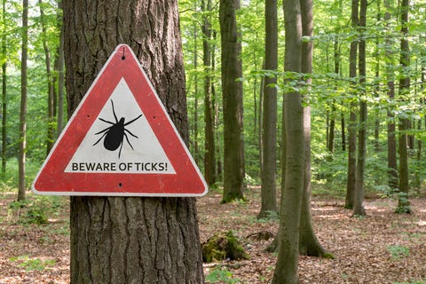 tick insect warning sign tick insect warning sign