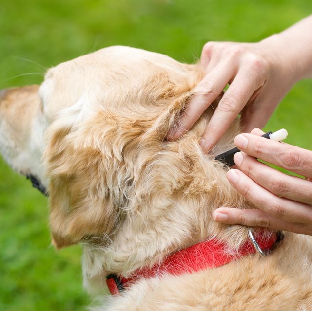 how to remove ticks on dogs