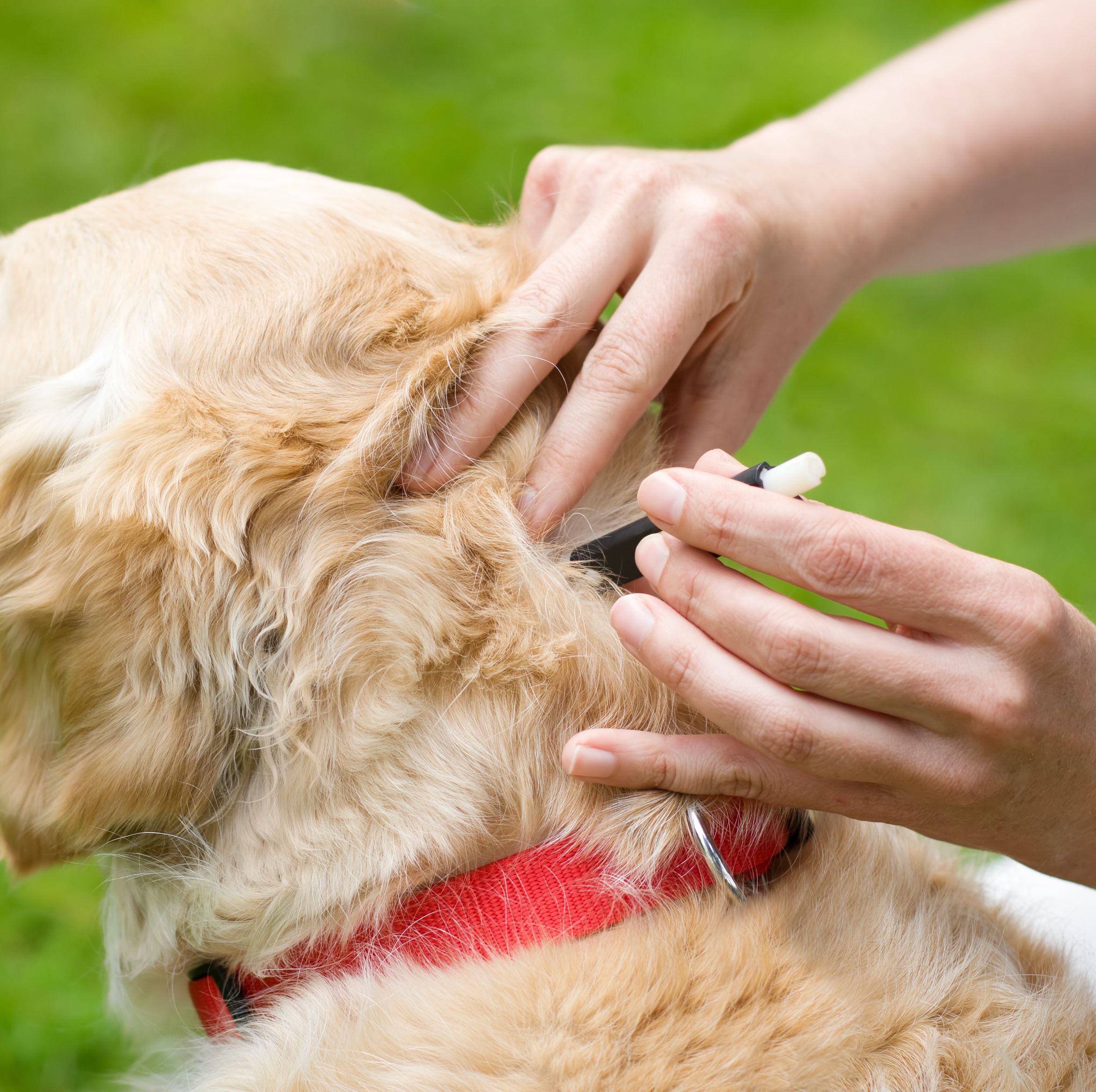 what should you do if your dog loses a nail