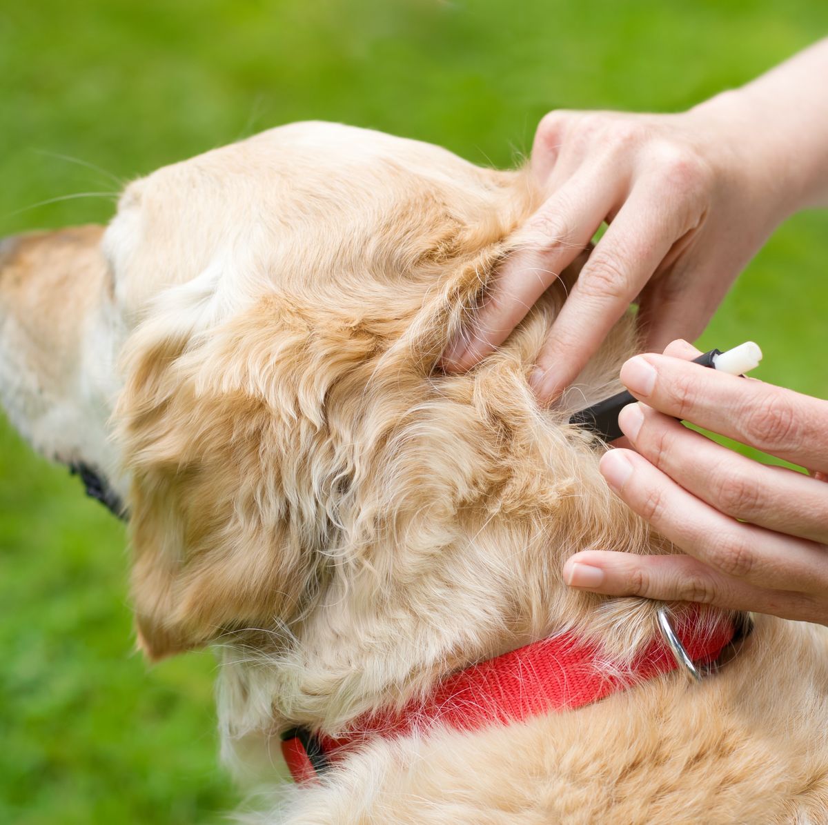 Ticks on dogs: What They Look Like and How to Get Rid of Them