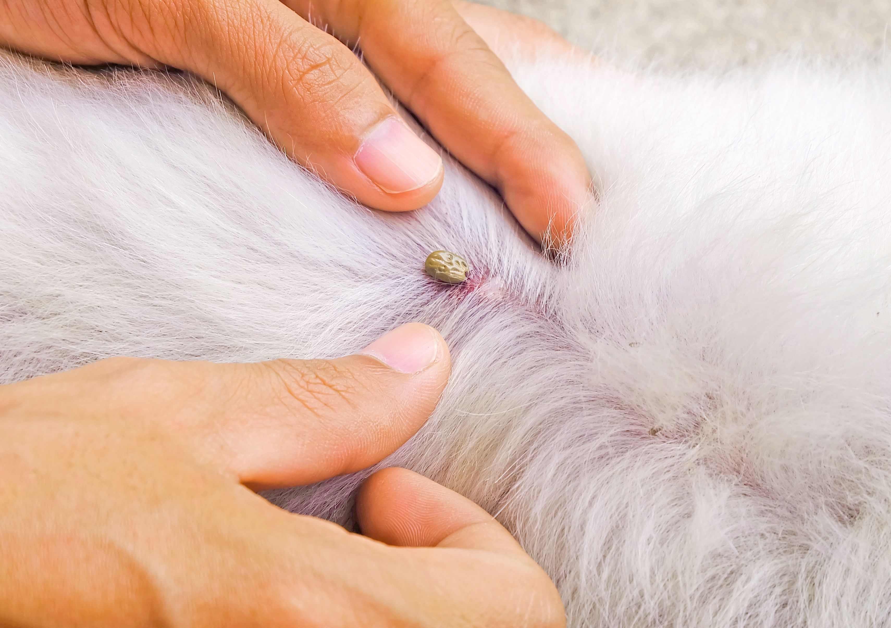 wood tick on dog