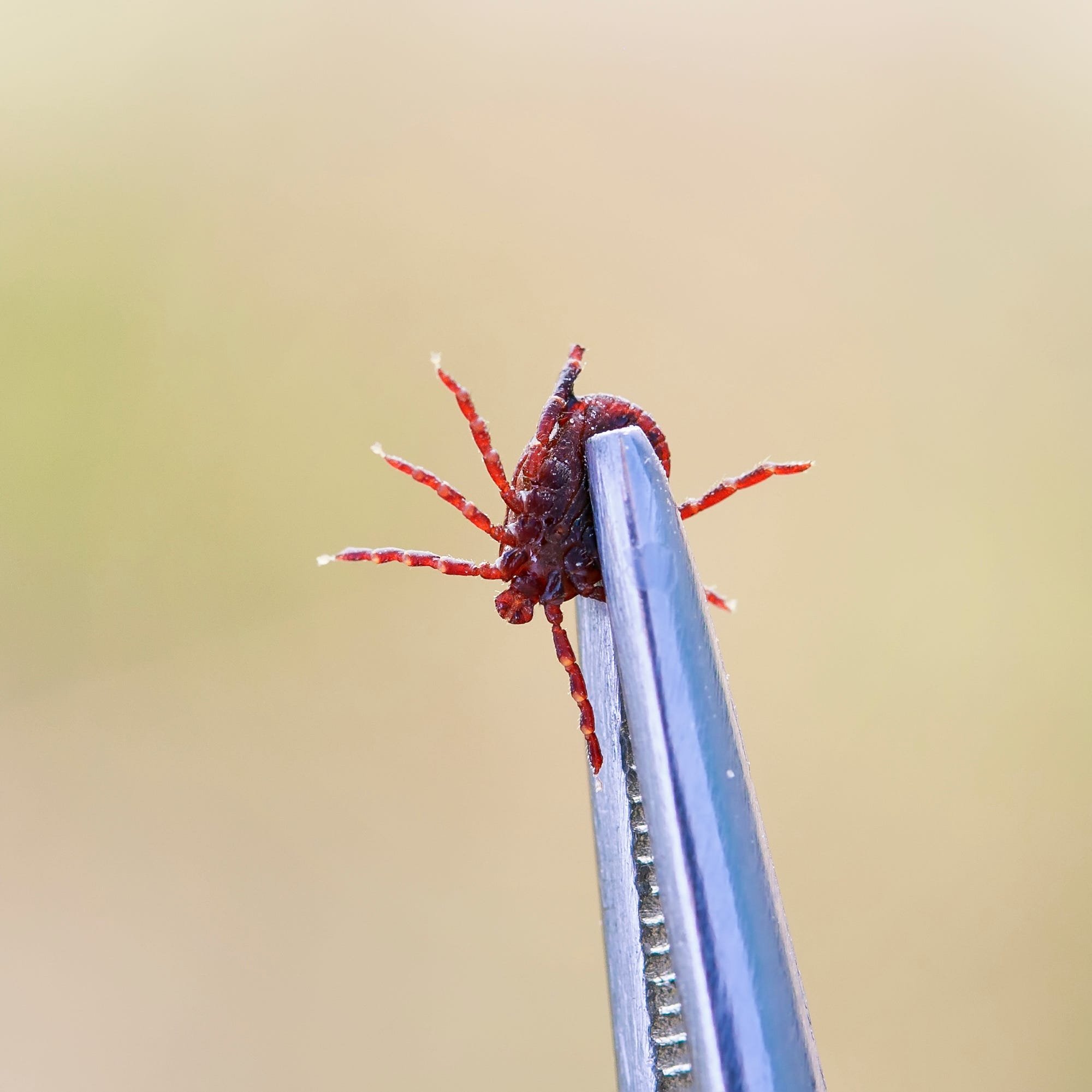 tick tweezers