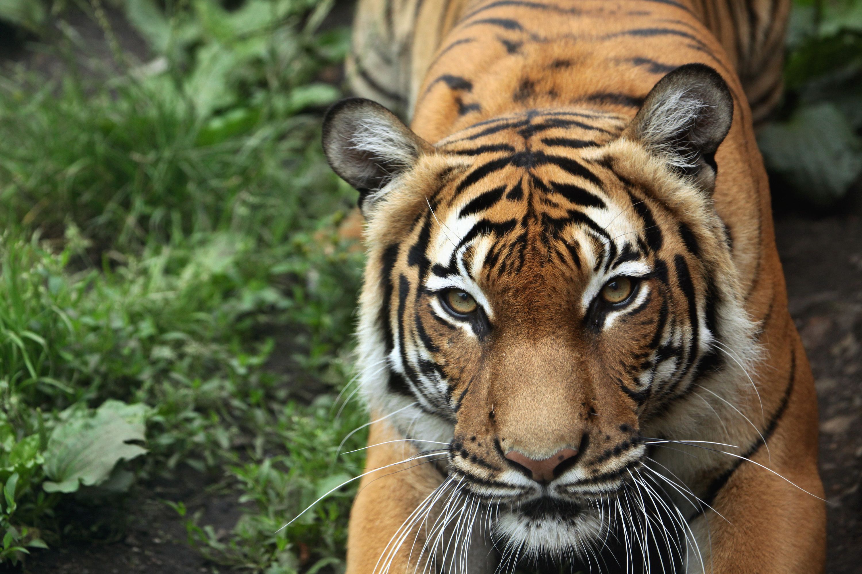 A Tiger Has Tested Positive For Coronavirus   Tiger Bronx Zoo Tests Positive Coronavirus 1586180929 