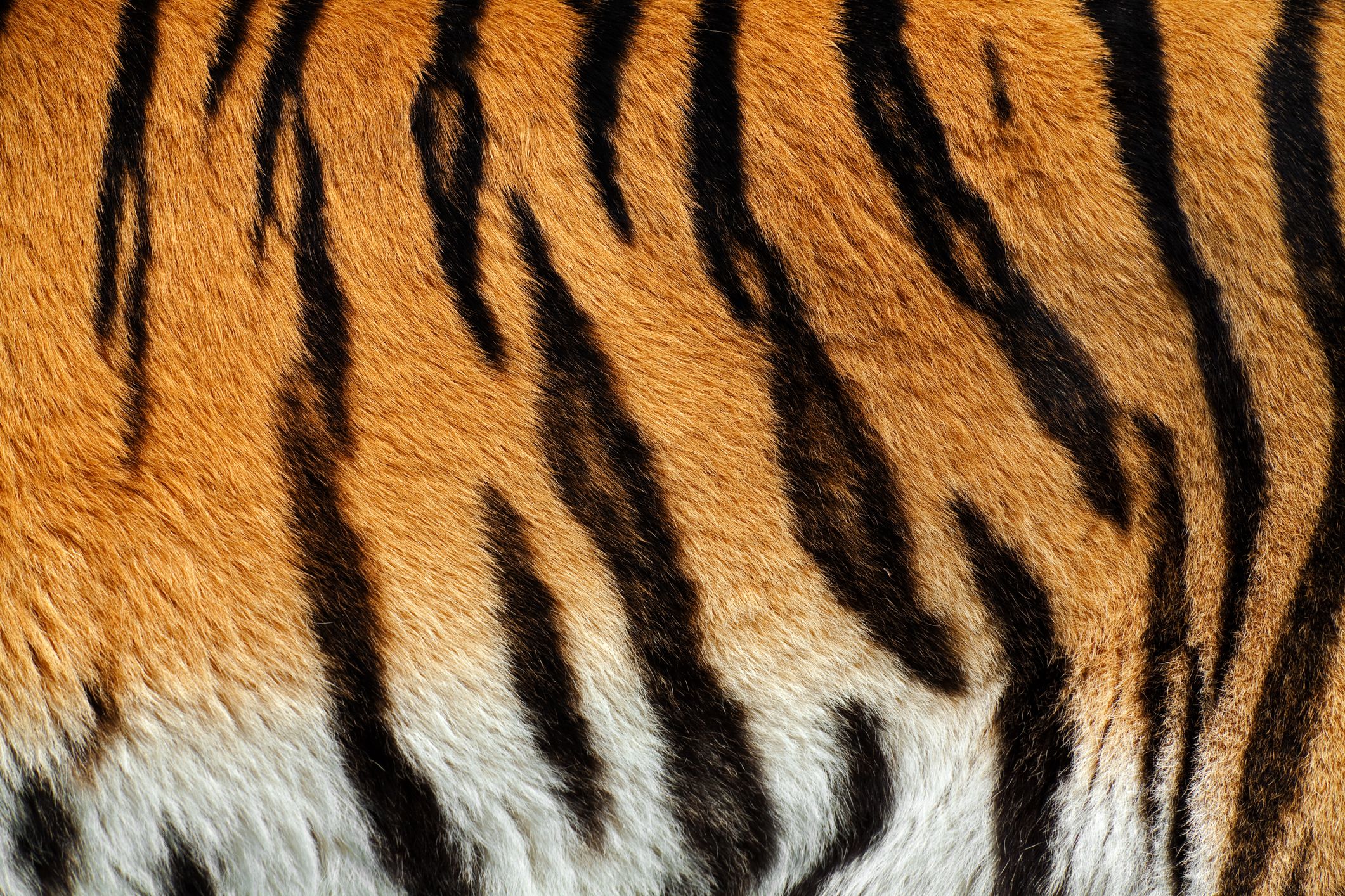 stretch marks tiger stripes