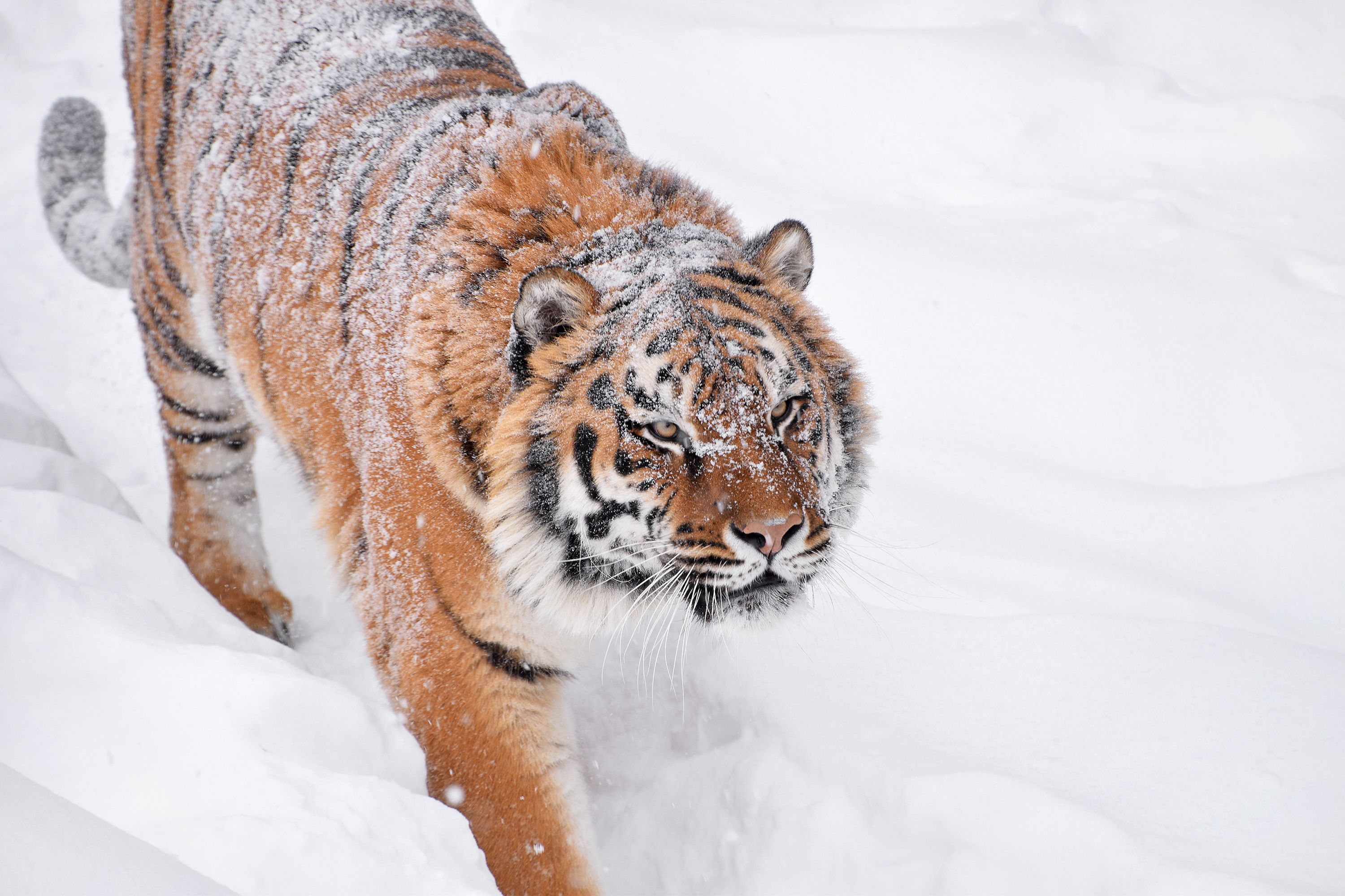 animals covered in snow