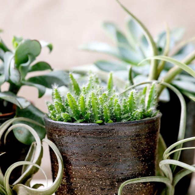 tillandsia air and different succulent plants eonium cactus in ceramic pots standing on white marble table pandemic hobbiesgreen houseplants urban plants