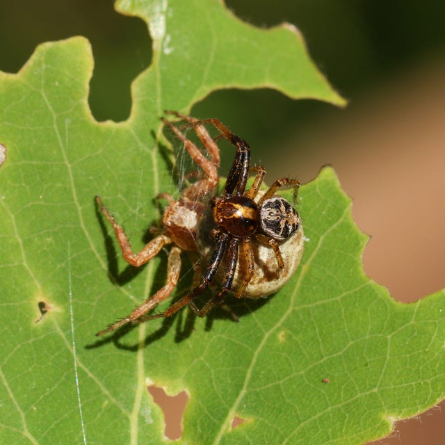 a tiny male crab spider