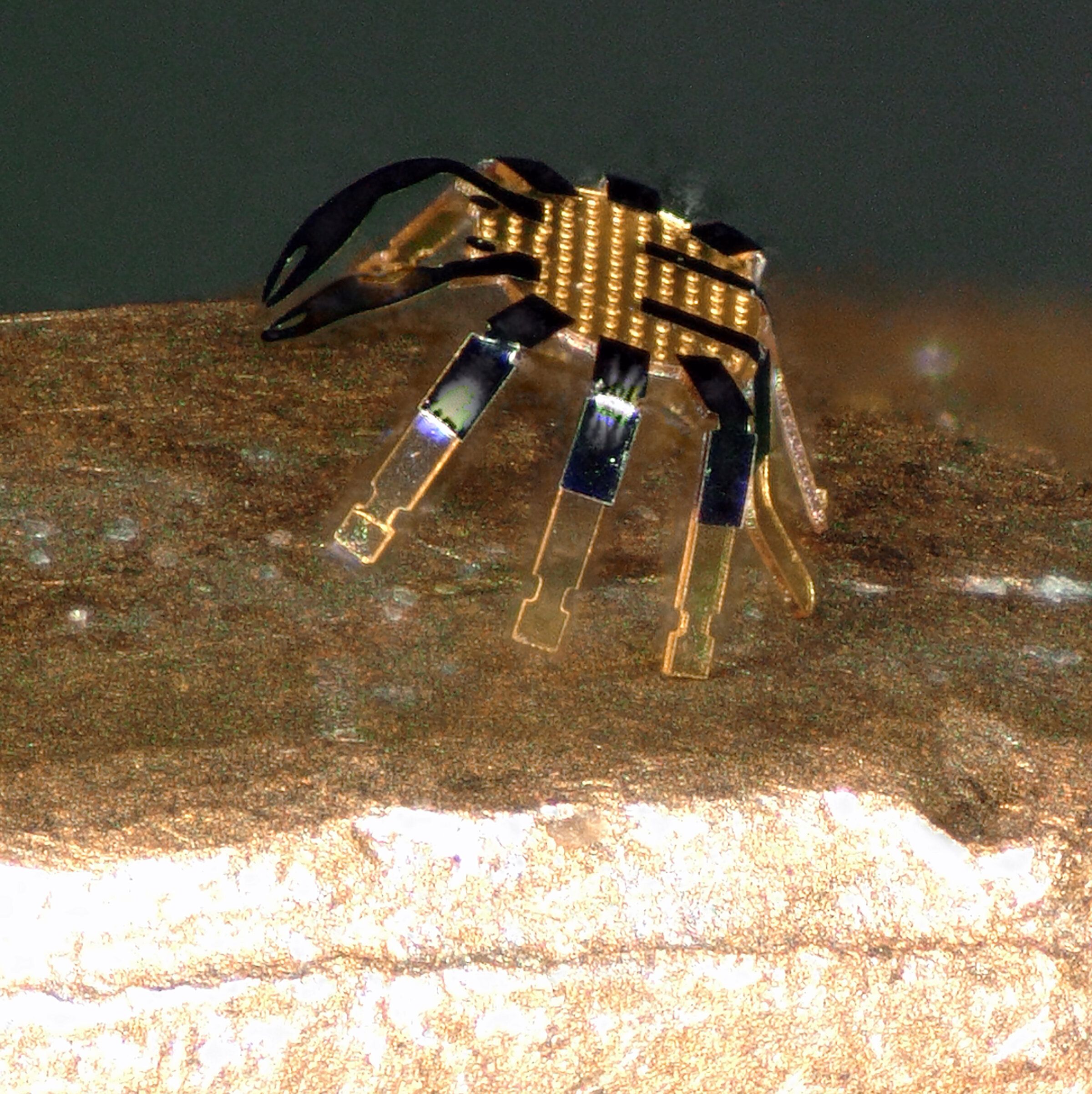 Watch the World's Smallest Remote-Controlled Robot Crab Walk