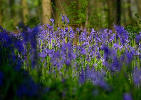 Tips for planting and caring for bluebells